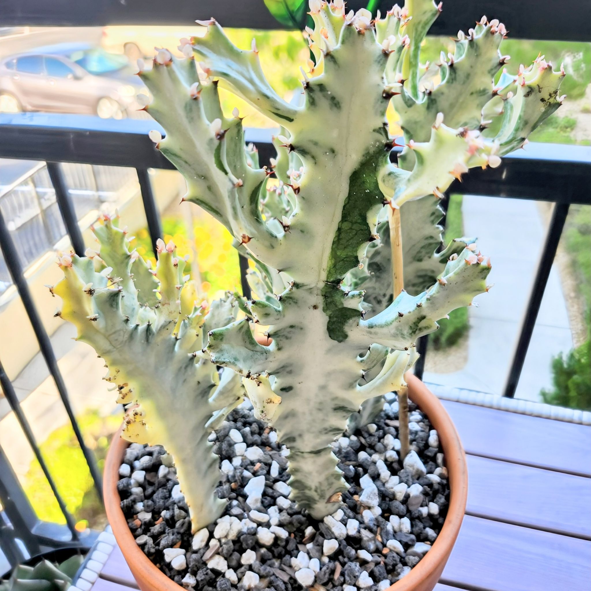Photo of the plant species White Ghost Cactus by @GoPlantGo named Medusa on Greg, the plant care app