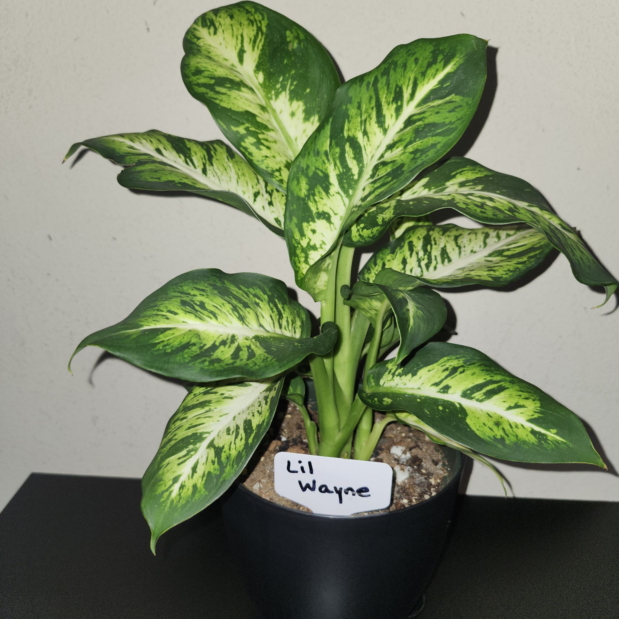 Photo of the plant species Dieffenbachia 'Sublime' by @GoPlantGo named Lil'Wayne on Greg, the plant care app