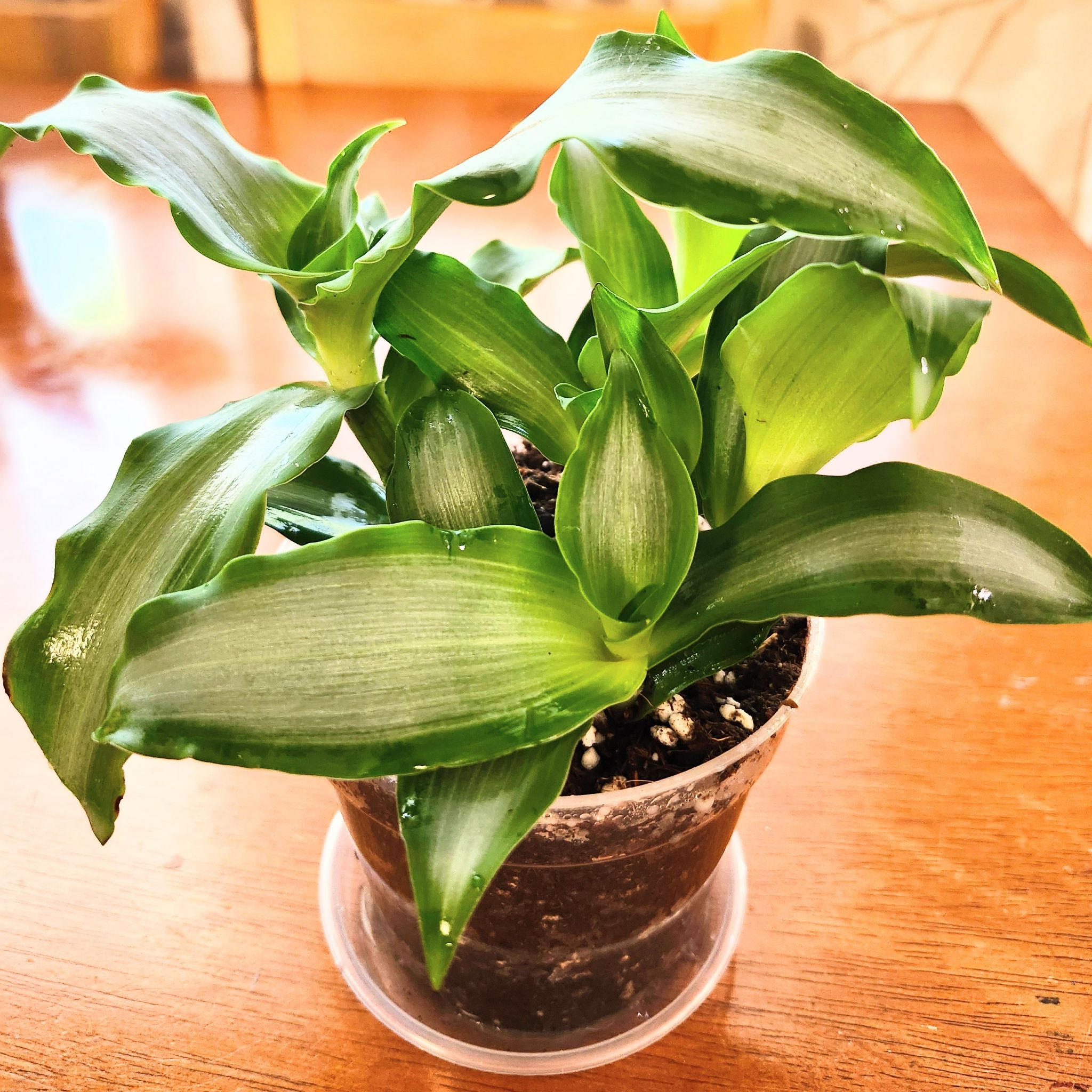 Photo of the plant species Bright Star Murdannia by @GoPlantGo named Willow on Greg, the plant care app