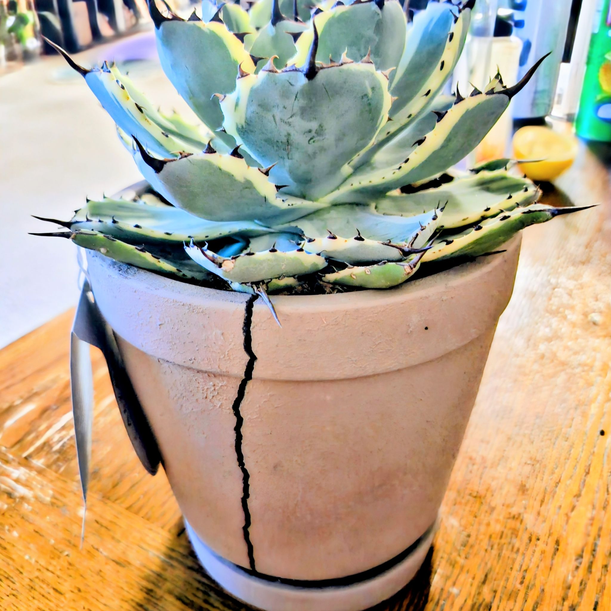 Photo of the plant species Agave 'Kissho Kan' by @GoPlantGo named Maya on Greg, the plant care app