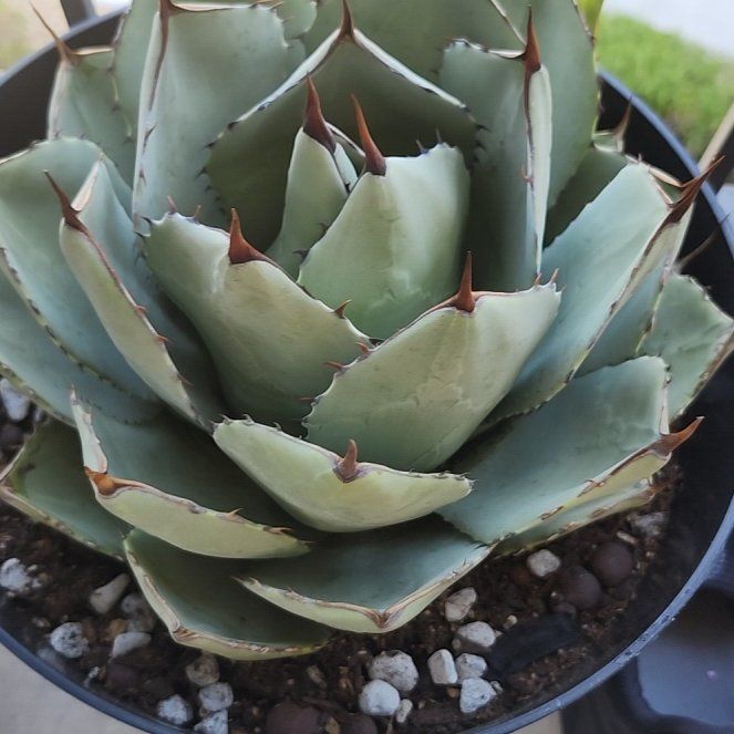 Photo of the plant species Artichoke Agave by @GoPlantGo named Lebron on Greg, the plant care app