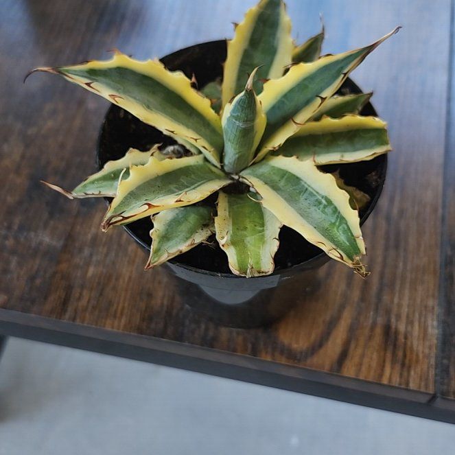 Photo of the plant species Quadricolor Century Plant by @GoPlantGo named Bodhi on Greg, the plant care app