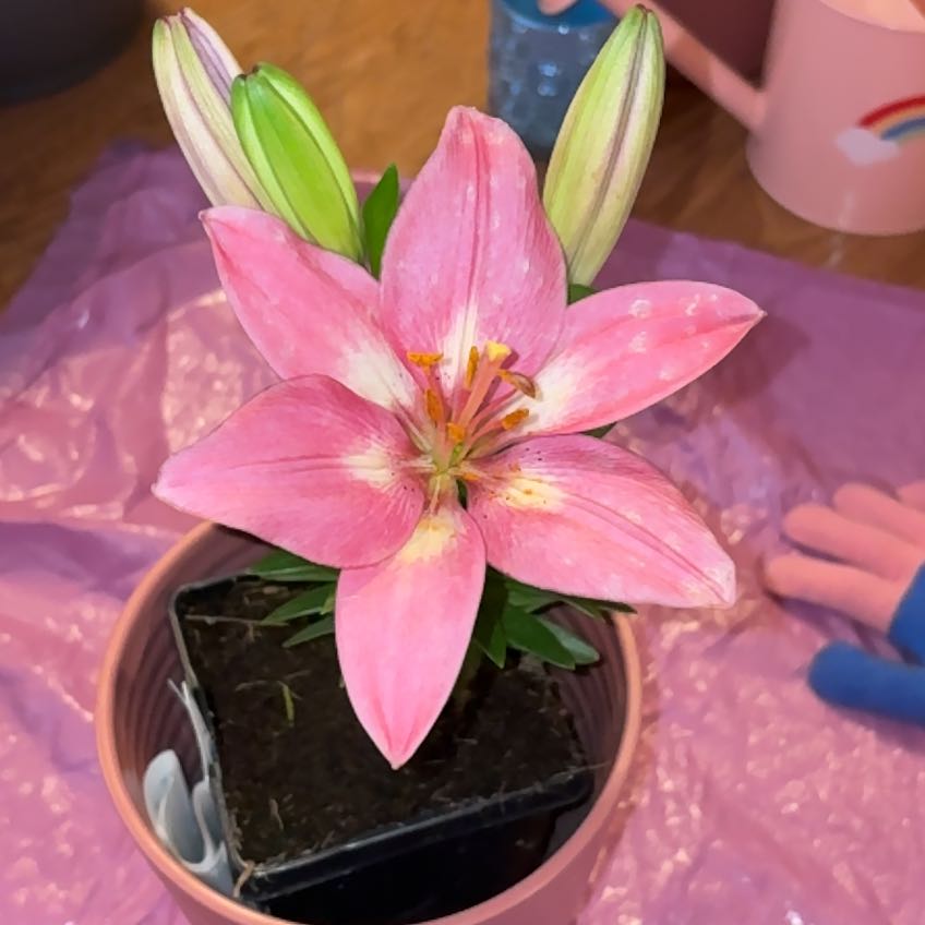 Photo of the plant species Fantasiatic Pink Lily by @RelaxedDisphyma named Stella on Greg, the plant care app