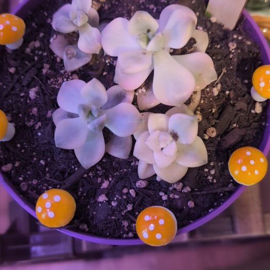 Photo of the plant species Pachyphytum 'Apricot Beauty' by @UltraChervil named Lavender on Greg, the plant care app