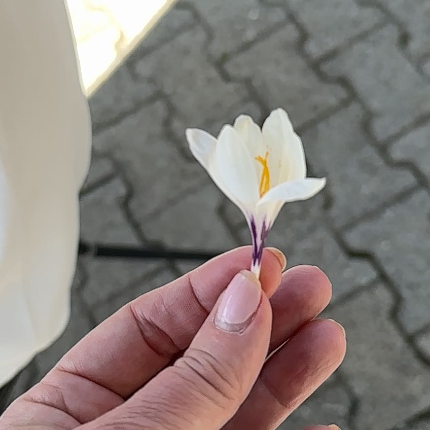 Plant care for Cypress Vine on Greg, the plant care app