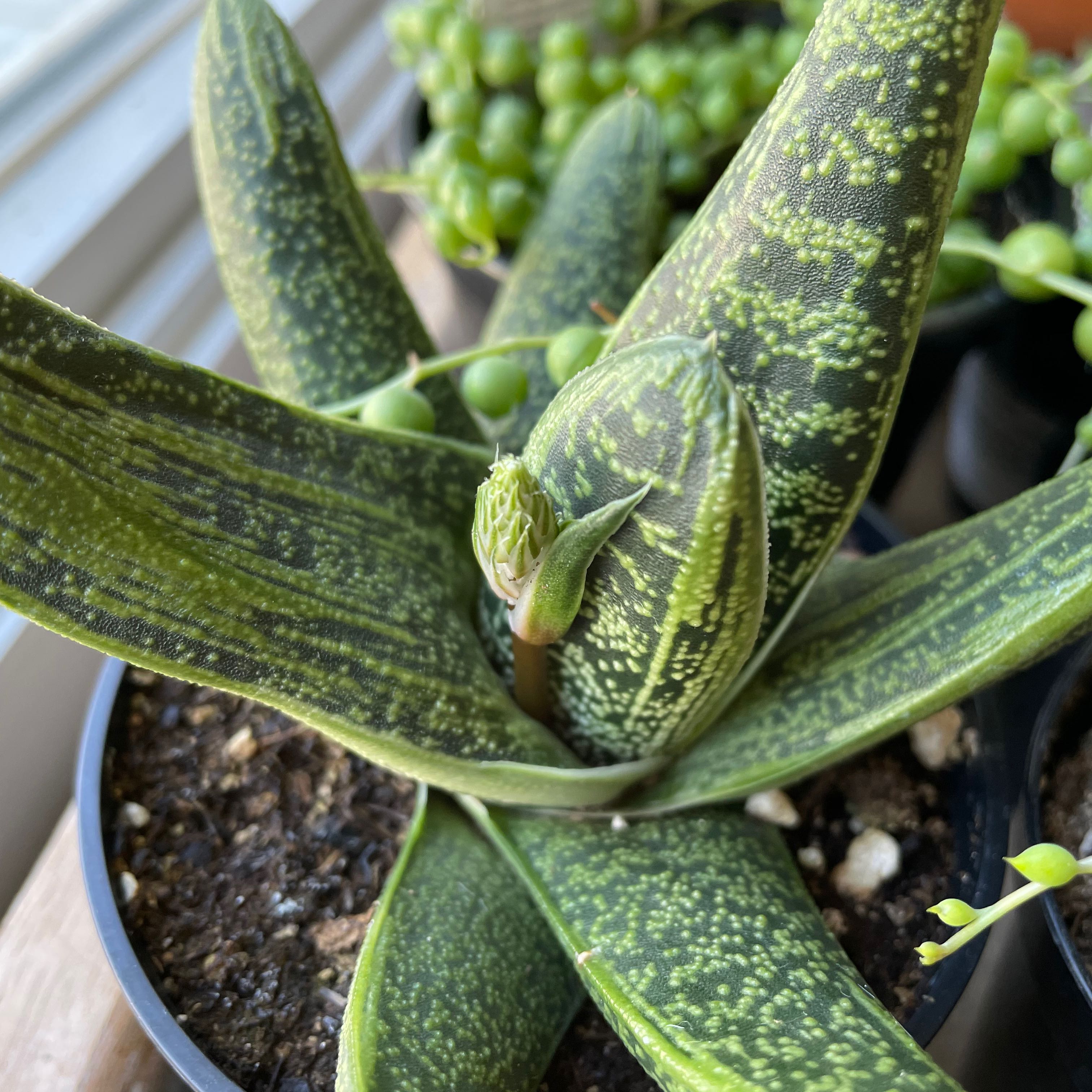 Photo of the plant species Ox Tongue by @lildeer named warren on Greg, the plant care app