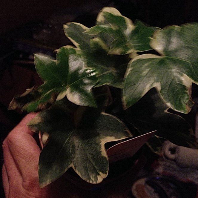 Photo of the plant species Ivy Tree by @DeanJewelplant named Emerson on Greg, the plant care app