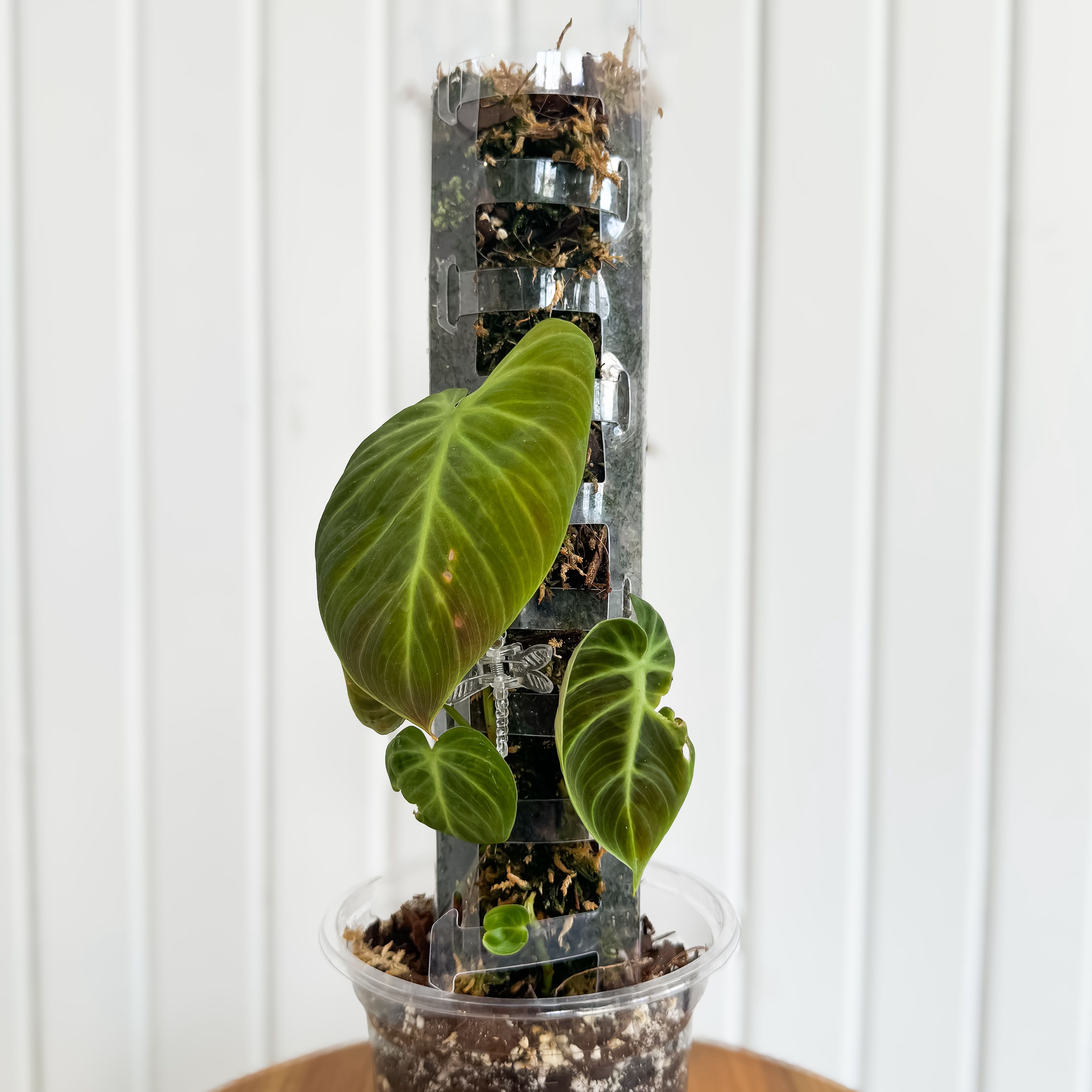 Photo of the plant species Philodendron verrucosum 'Amazon Sunset' by @Vonster named Homer on Greg, the plant care app