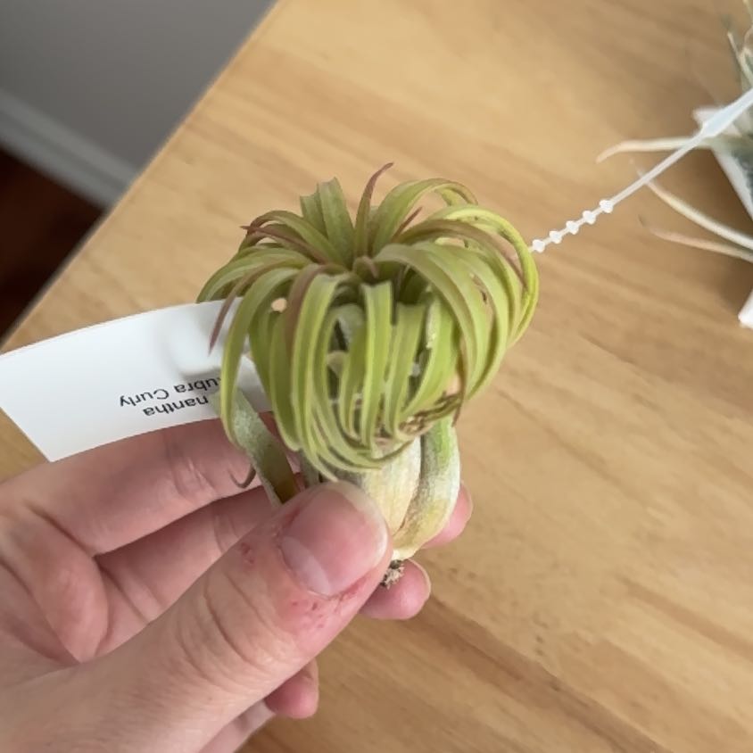 Photo of the plant species Ionantha Rubra by @SnappyTitoki named Rosa on Greg, the plant care app