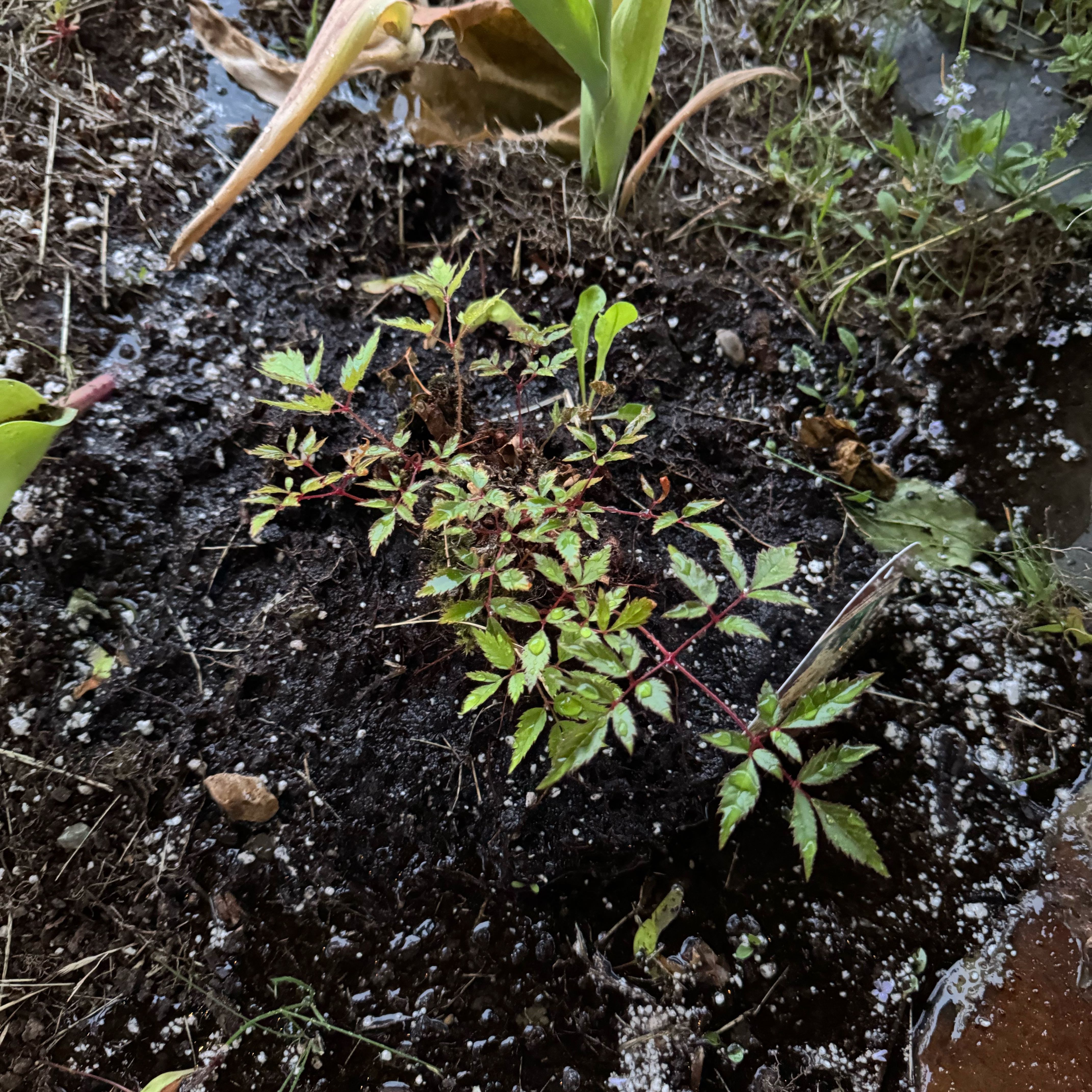 Photo of the plant species Fanal Astilbe by @SnappyTitoki named Rainier on Greg, the plant care app