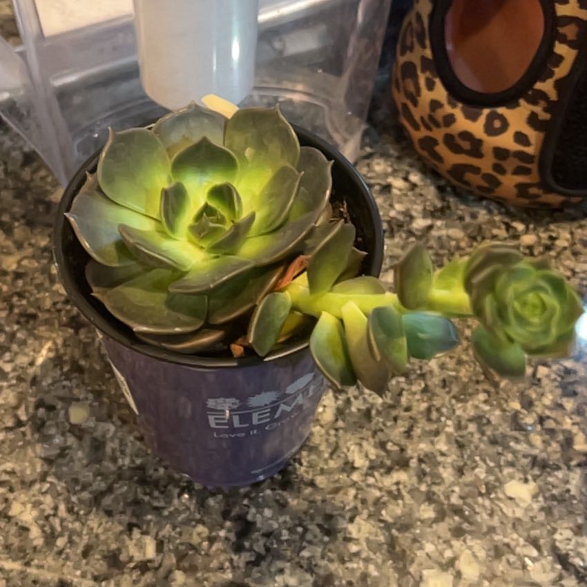 Photo of the plant species Echeveria Marron by @Samantha_Rae named Orwell on Greg, the plant care app