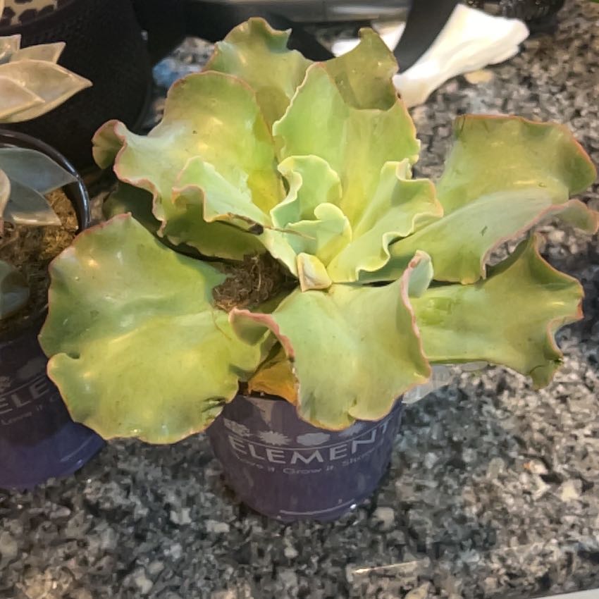 Photo of the plant species Echeveria 'Blue Giants' by @Samantha_Rae named Rainier on Greg, the plant care app