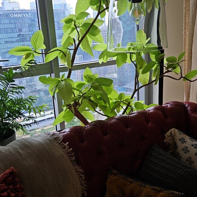 Photo of the plant species Pullback by @FairSugarsumac named Beyonce on Greg, the plant care app