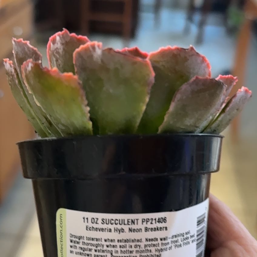Photo of the plant species Echeveria 'Neon Breaker' by @YeveAmazonlily named Anne on Greg, the plant care app