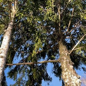 Photo of the plant species Red Pine by @RootedMilkmaids named Ronaldo on Greg, the plant care app