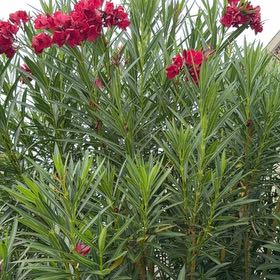Photo of the plant species Oleander by @RootedMilkmaids named Sol on Greg, the plant care app
