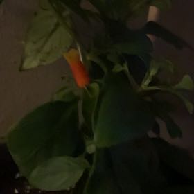 Photo of the plant species Candy Corn Vine by @BuoyantNoblefir named Duke on Greg, the plant care app