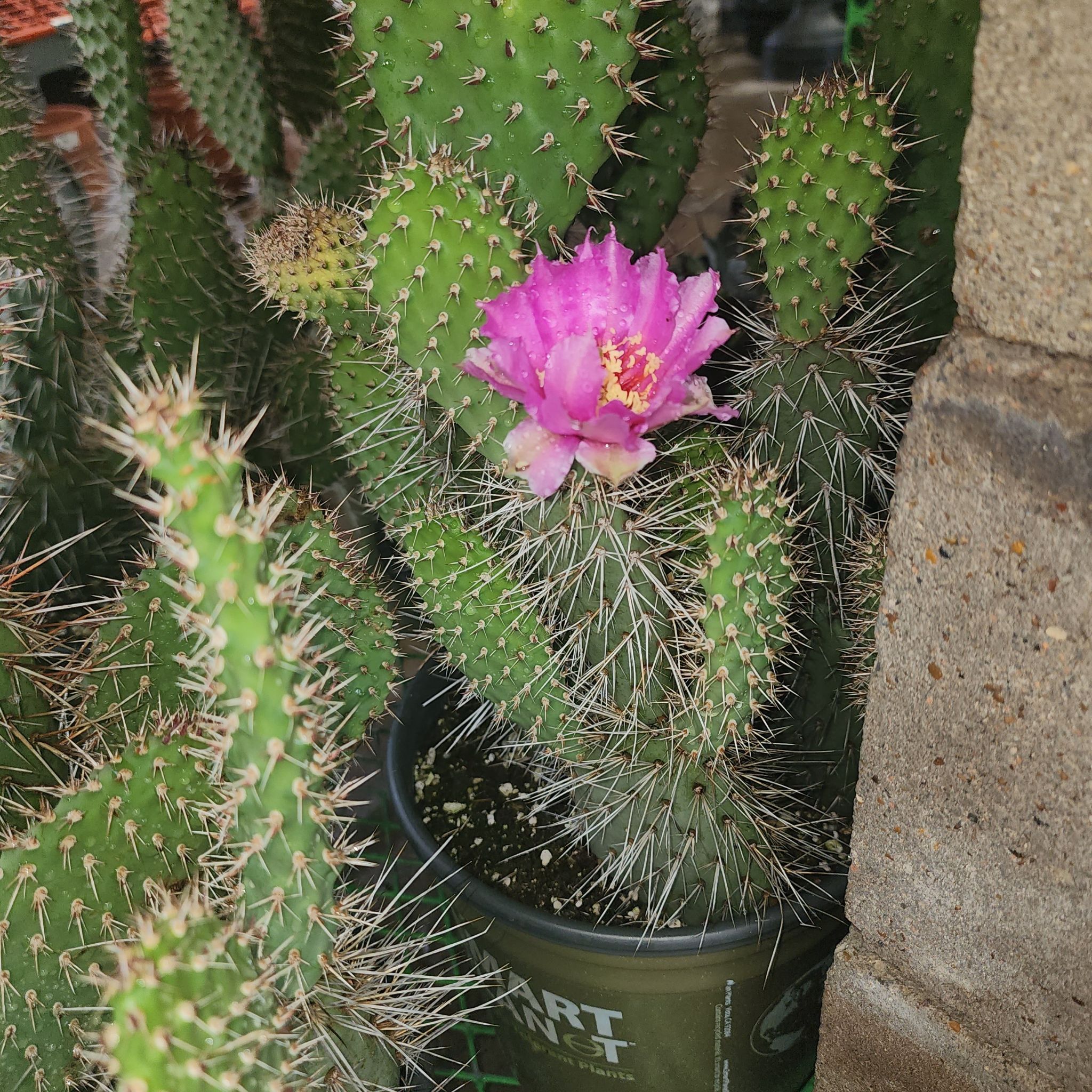 Navajo Bridge Prickly Pear cactus with a pink flower in a pot, well-framed and in focus.