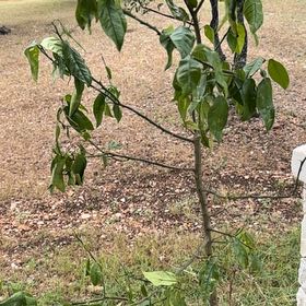 Photo of the plant species Moro Blood Orange by @UnshakenCanna named Gobi on Greg, the plant care app