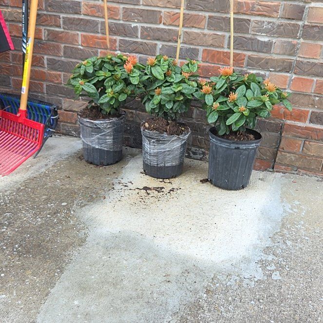 Photo of the plant species Ixora 'Sunset' by @ChipperApple named James Dean on Greg, the plant care app