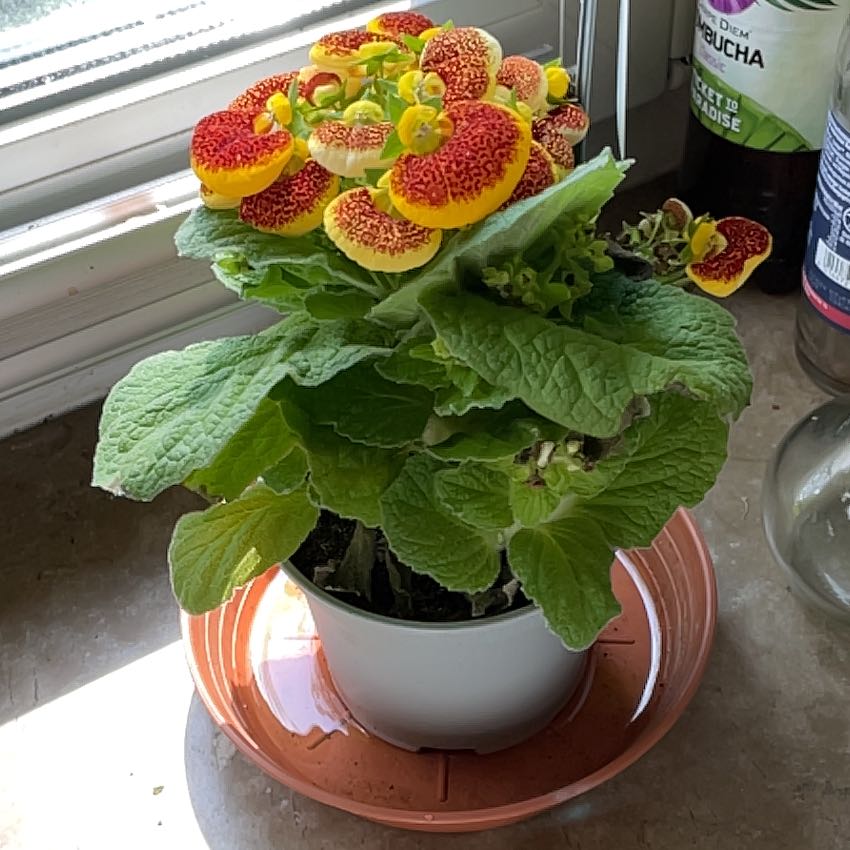 Photo of the plant species Pocketbook Plant by @KeenTreeviolet named Elina on Greg, the plant care app