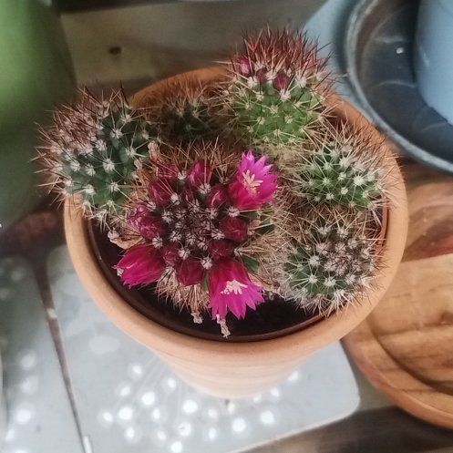 Photo of the plant species Mammillaria backebergiana by @StalwartTaraire named LiloStitch on Greg, the plant care app