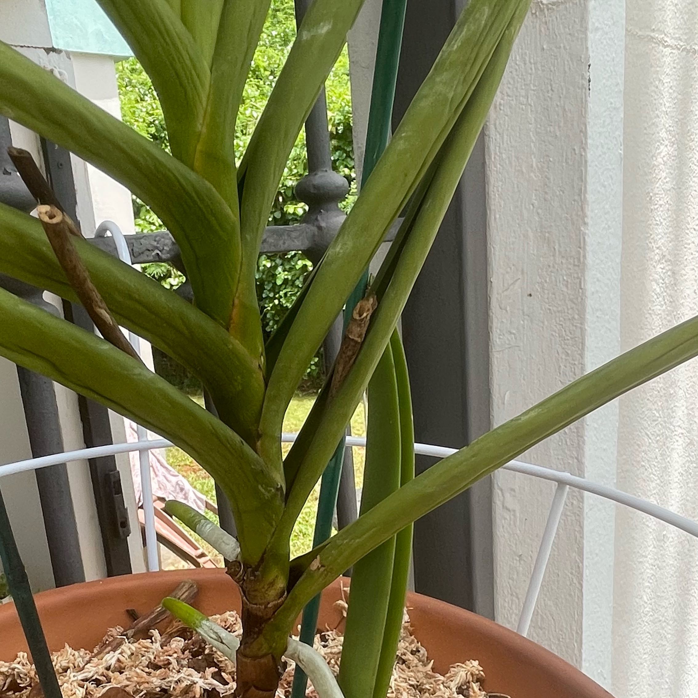 Photo of the plant species Vanda Orchid by @JulisJungle named Vannesa on Greg, the plant care app