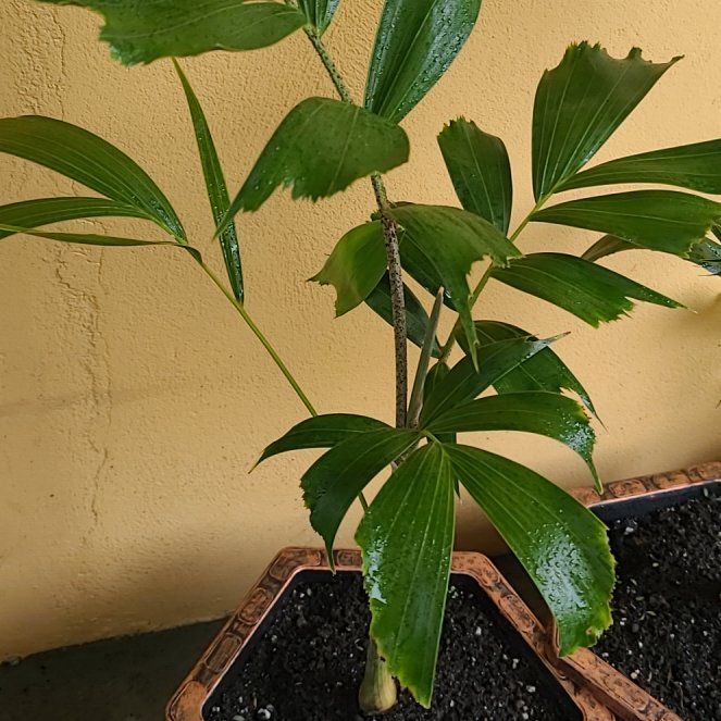 Photo of the plant species Wodyetia by @MellowPinebush named Marley on Greg, the plant care app