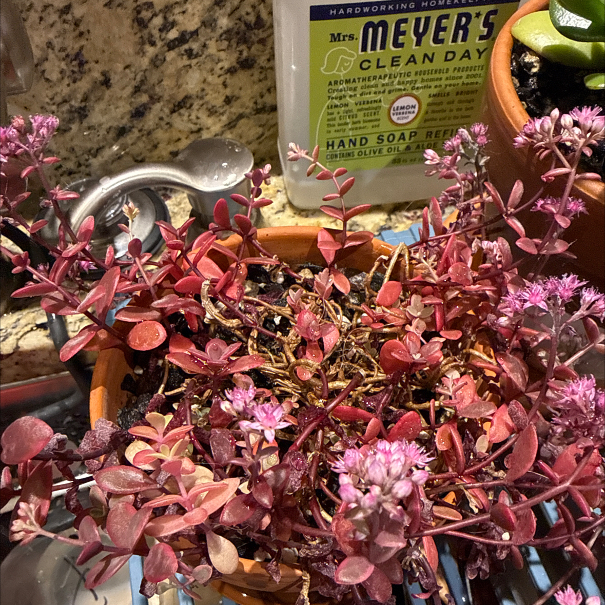 Photo of the plant species Sedum Sunsparkler 'WildFire' by @Guamaniac named Porch - Achilles on Greg, the plant care app