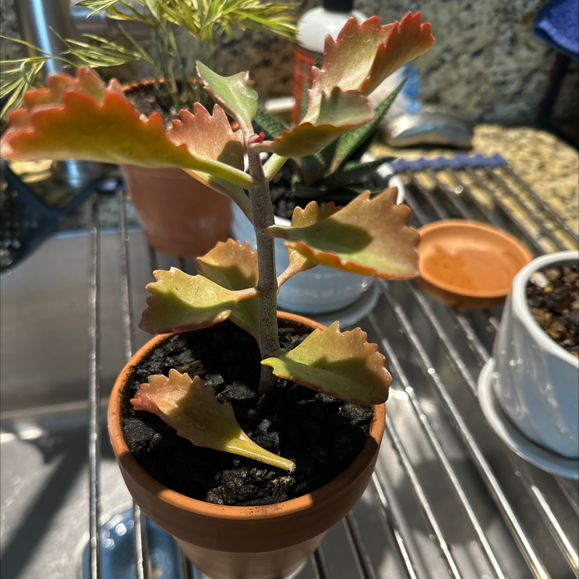 Photo of the plant species Six-Angled Kalanchoe by @Guamaniac named Office Window Top Harry Six Angles on Greg, the plant care app