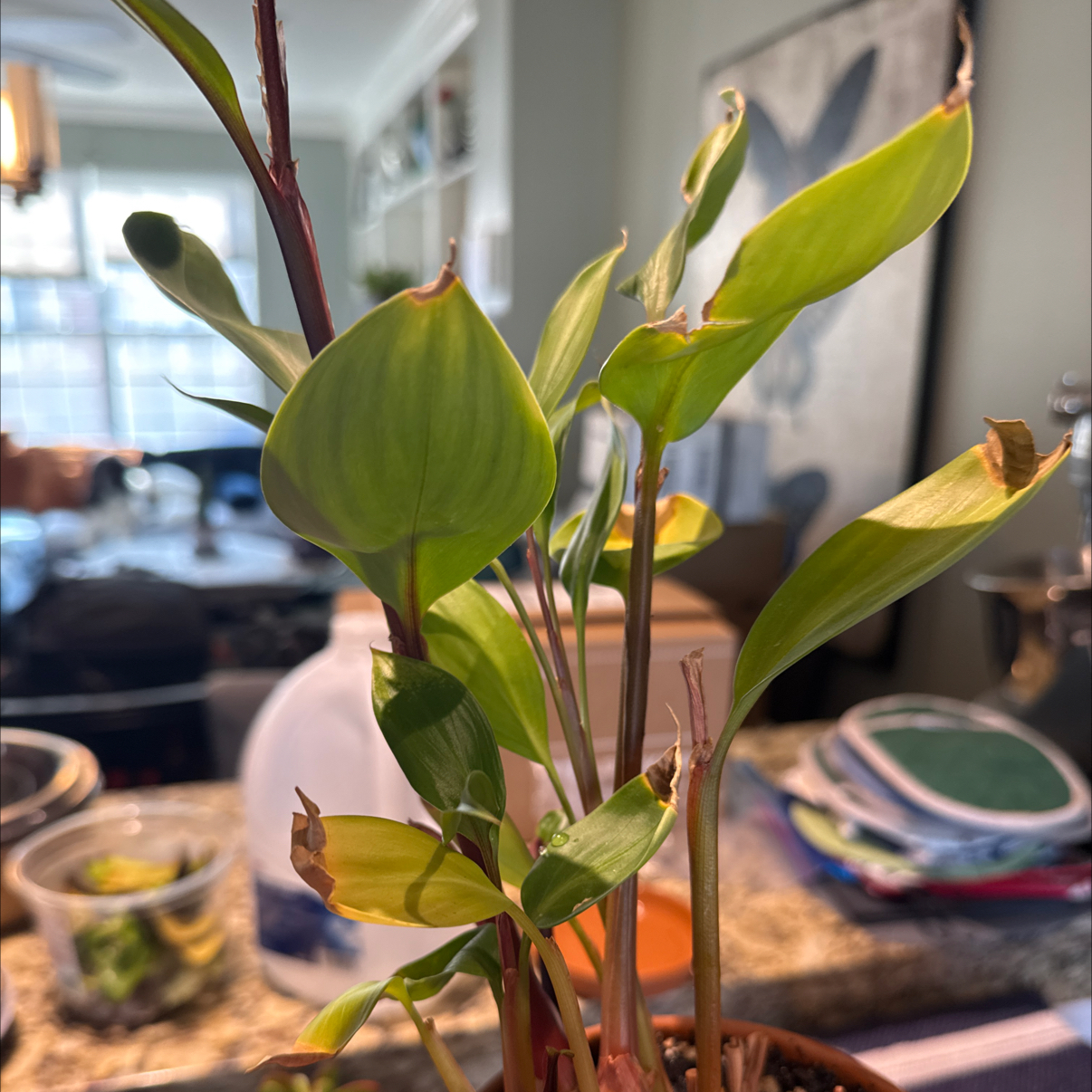 Photo of the plant species golden bush ginger by @Guamaniac named Wire Rack Top - Darwinnia on Greg, the plant care app