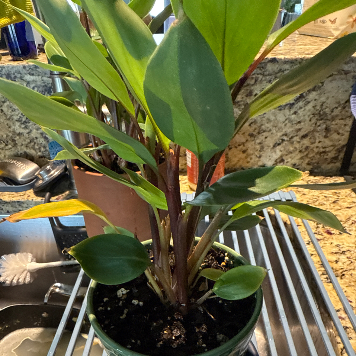 Photo of the plant species golden bush ginger by @Guamaniac named Kitchen Window Golden Army on Greg, the plant care app