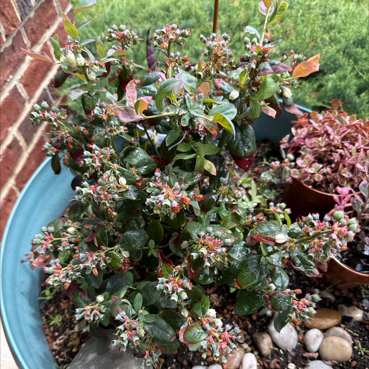 Photo of the plant species Blueberry Bush by @Guamaniac named Porch - Pink Pussy Pauline on Greg, the plant care app