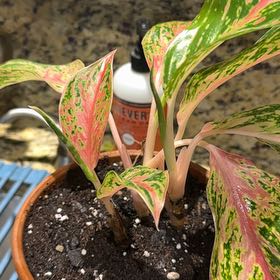 Photo of the plant species Chinese Evergreen by @Guamaniac named TV Built-in Rainbow on Greg, the plant care app