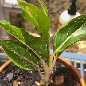 Photo of the plant species Aglaonema 'Night Sparkle' by @Guamaniac named MBR - Dazzler on Greg, the plant care app