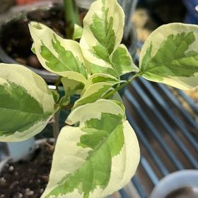 Plant care for Barbara Karst Bougainvillea on Greg, the plant care app