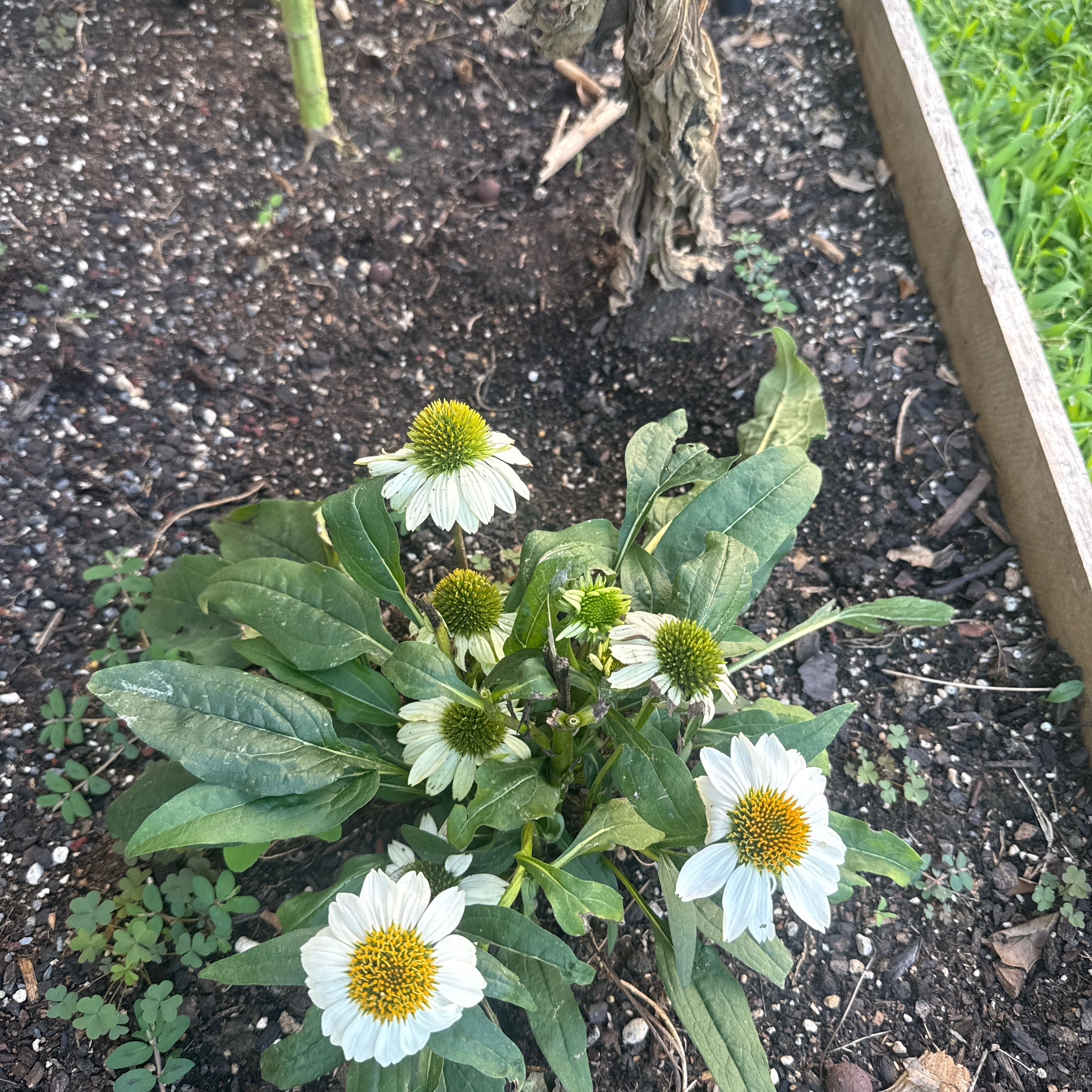 Photo of the plant species Purple Coneflower by @Guamaniac named Outdoor - Connie on Greg, the plant care app