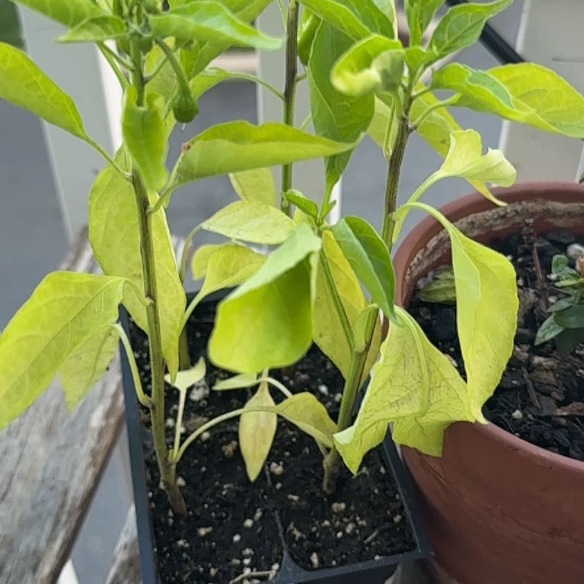 Photo of the plant species Sweet Pepper 'Shishito' by @Guamaniac named Porch - Random Task on Greg, the plant care app