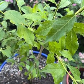 Photo of the plant species Winterberry by @Guamaniac named Porch - Berry Poppins on Greg, the plant care app