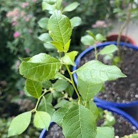 Photo of the plant species Winterberry by @Guamaniac named Porch - Barry Poppins on Greg, the plant care app
