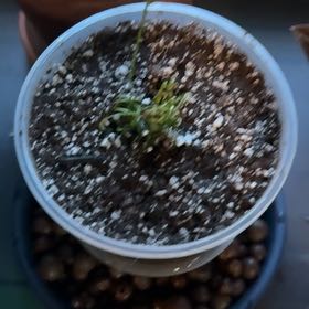 Photo of the plant species Cape Sundew by @Guamaniac named Dolores on Greg, the plant care app