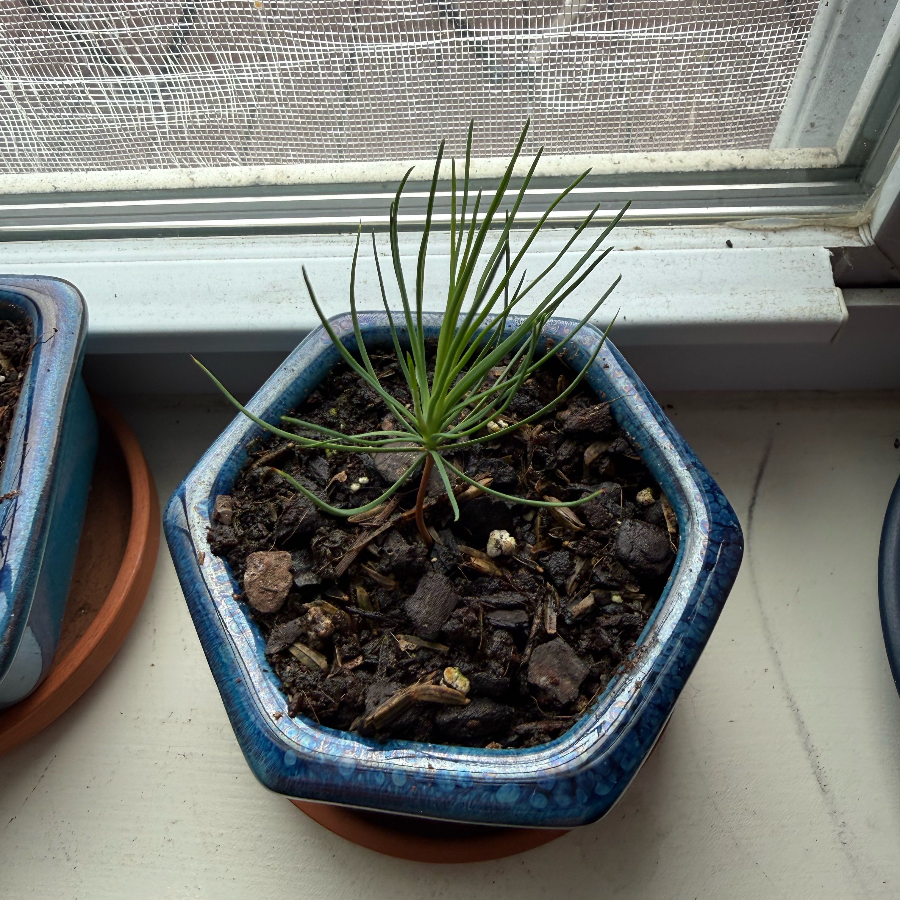 Photo of the plant species Black Spruce Bonsai by @Guamaniac named Kitchen Ledge - Katarina DeBlasio on Greg, the plant care app