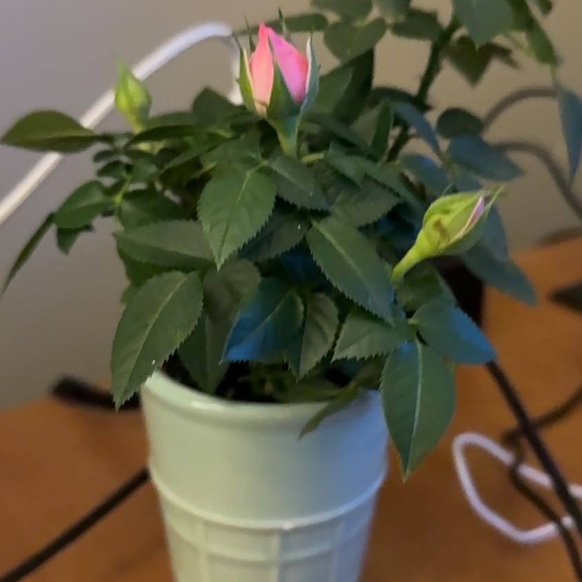 Photo of the plant species Miniature Rose by @Guamaniac named Office Minnie Moose on Greg, the plant care app