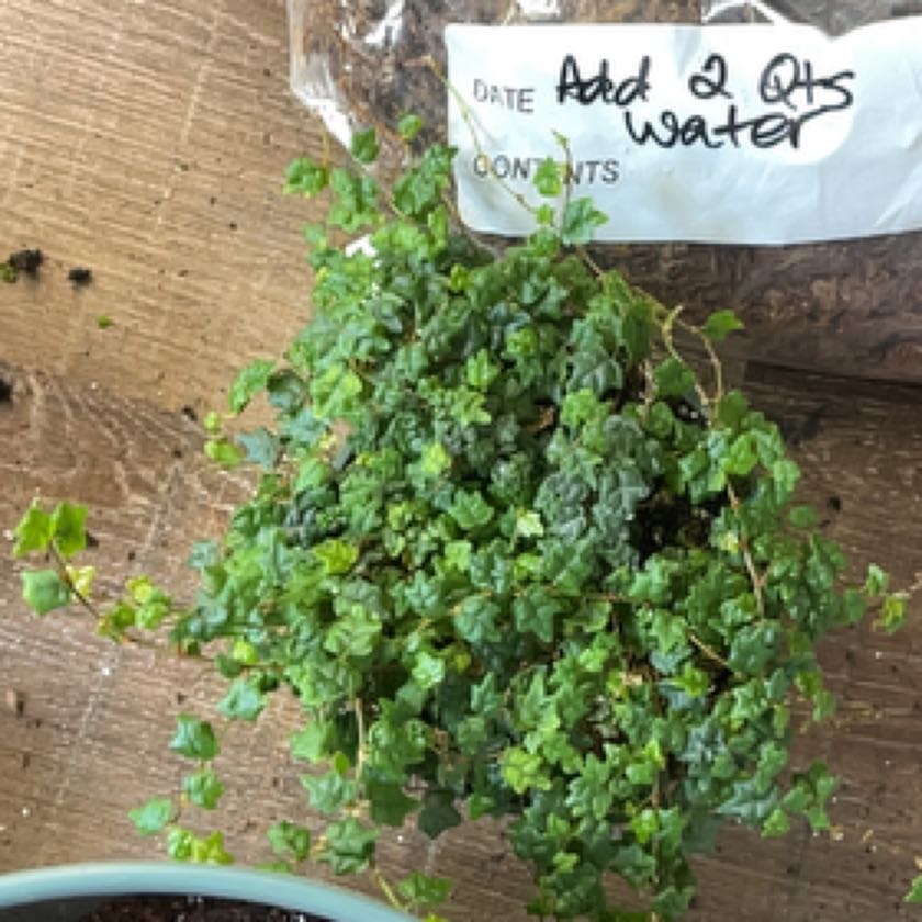 Photo of the plant species Oak Leaf Ficus by @EmpoweredLilac named Homer on Greg, the plant care app