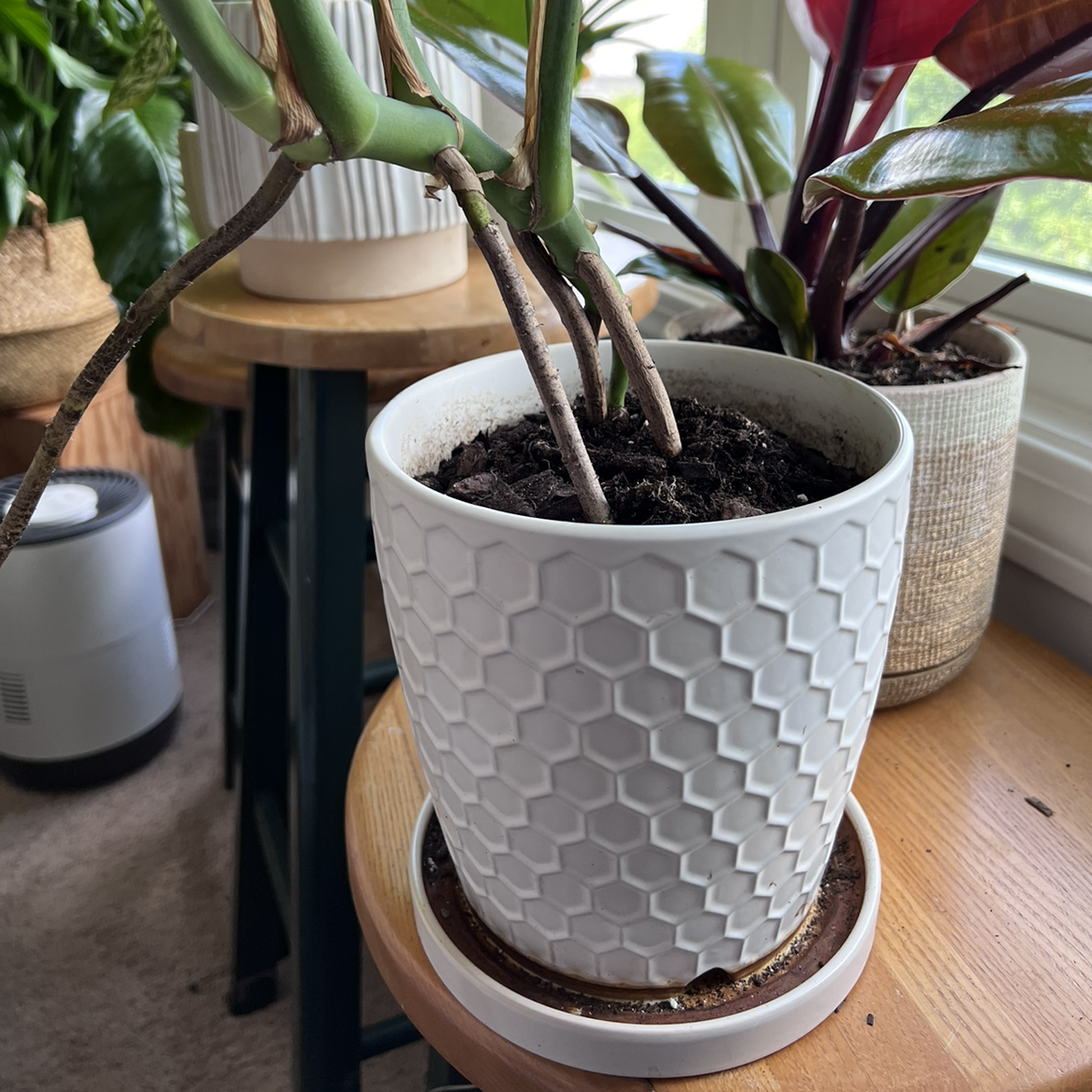 Potted Monstera pinnatipartita plant in a white textured pot on a wooden surface near a window.