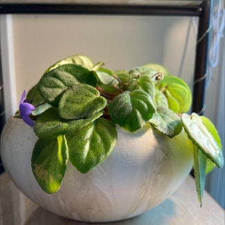African Violet plant in Waltham, Massachusetts