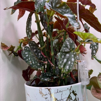 Polka Dot Begonia plant in Waltham, Massachusetts
