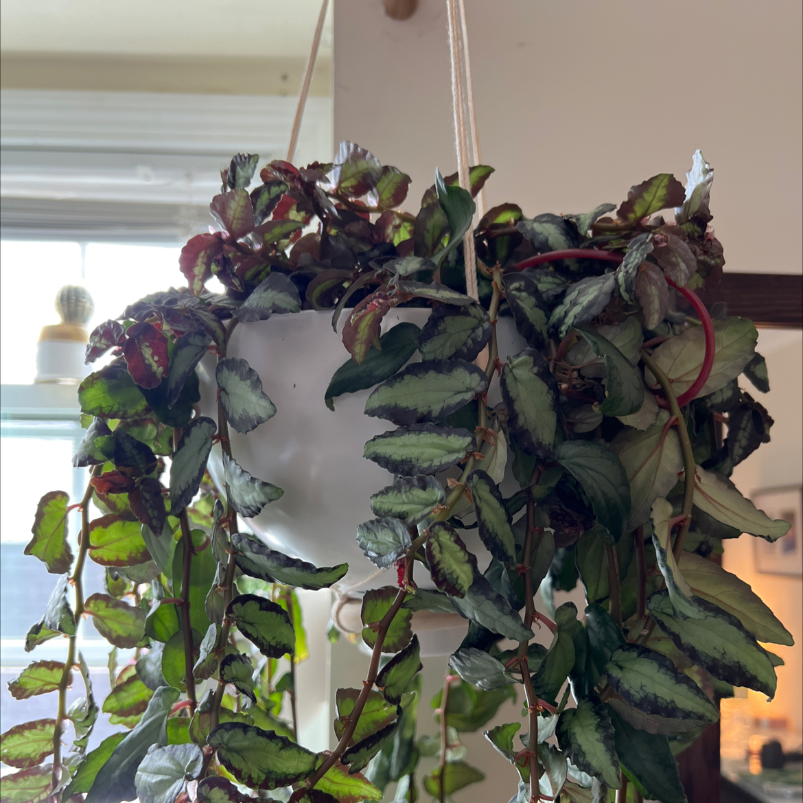 Photo of the plant species Watermelon Vine by @botanicallizzy named Bad Janet on Greg, the plant care app