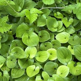 Photo of the plant species Snakeberry by @MarkedGlasswort named Shakira on Greg, the plant care app