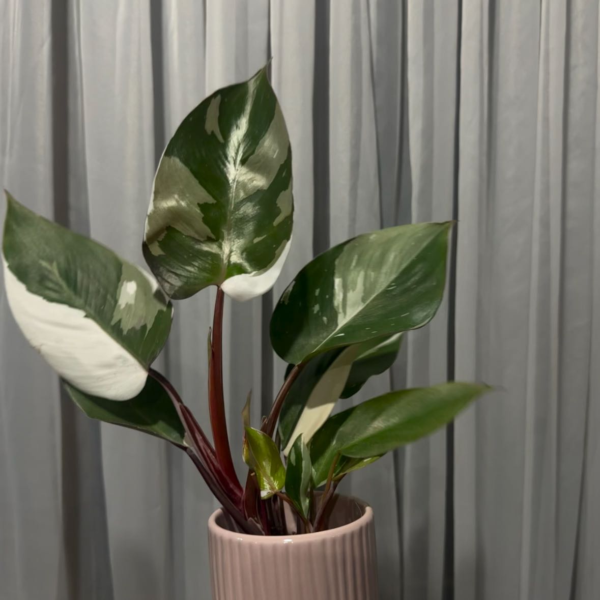Photo of the plant species Philodendron Red Anderson by @VastHoyaburma named Winston on Greg, the plant care app